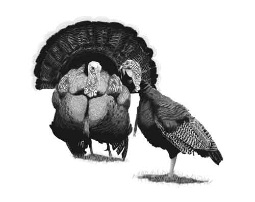 Digital Drawing: Turkeys